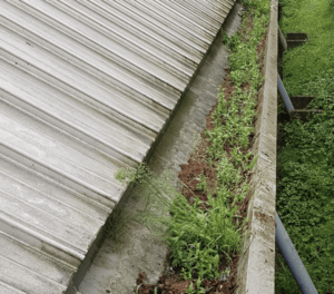 Happy customers in Stondon who trust The Roof Moss Cleaners for gutter cleaning services